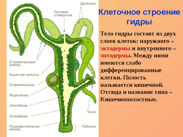 Mega ссылка на сайт тор браузере